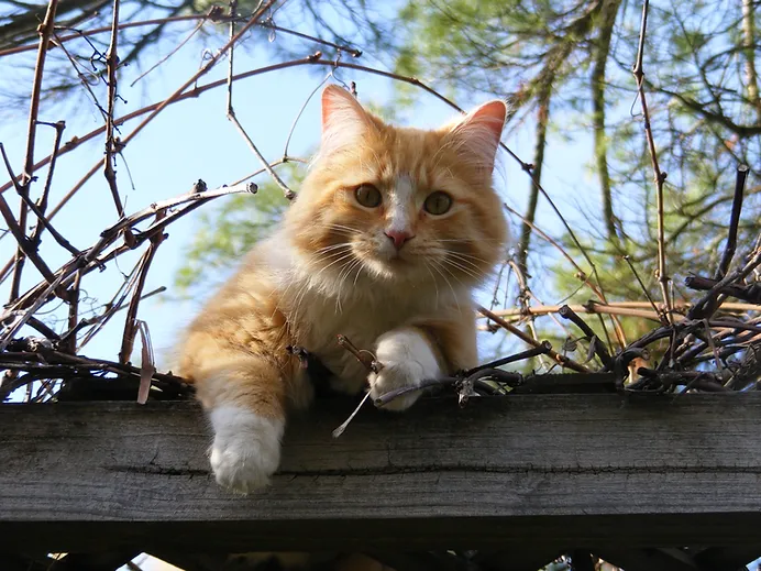 Reprodução: gato livre em cima de telhado