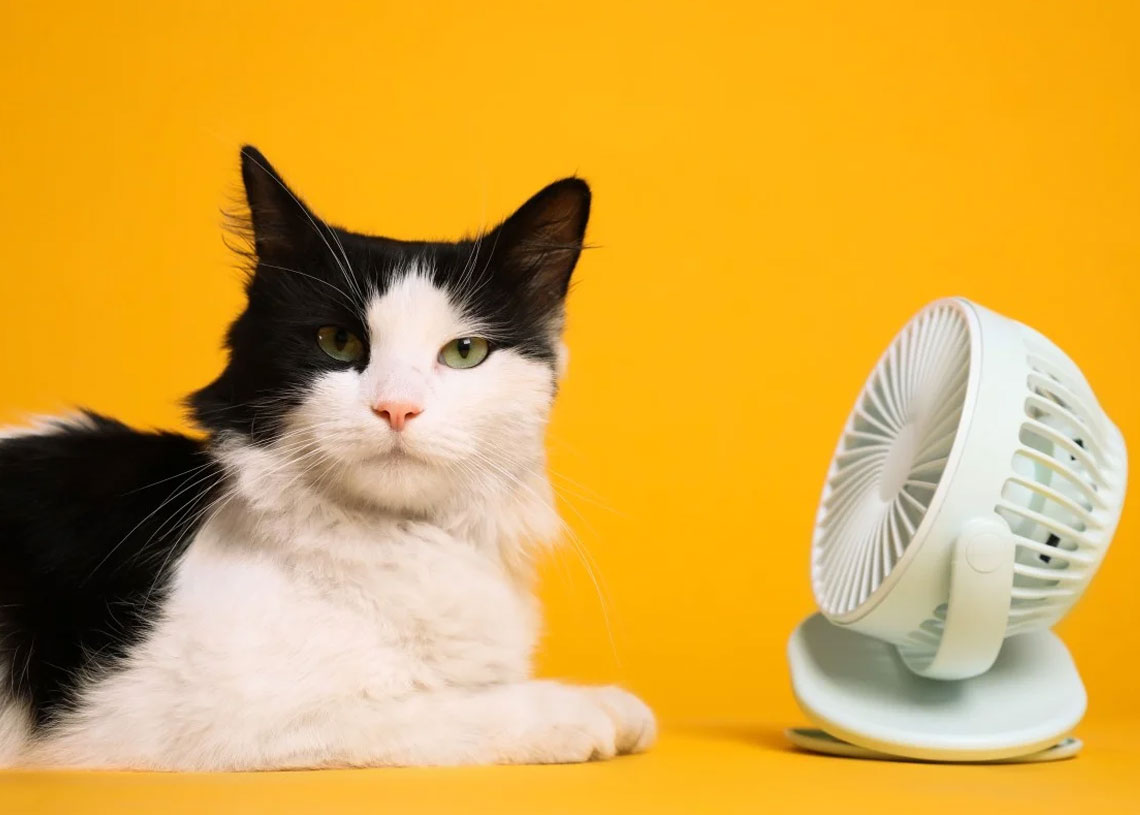 Gato reage ao ventilador / Imagem: Canva